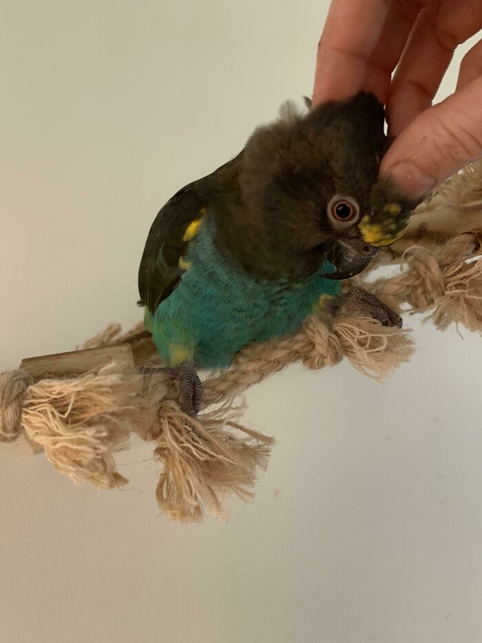 Lulu The Meyer’s Parrot Can Be Such A Cute Furby When She Wants Cuddles