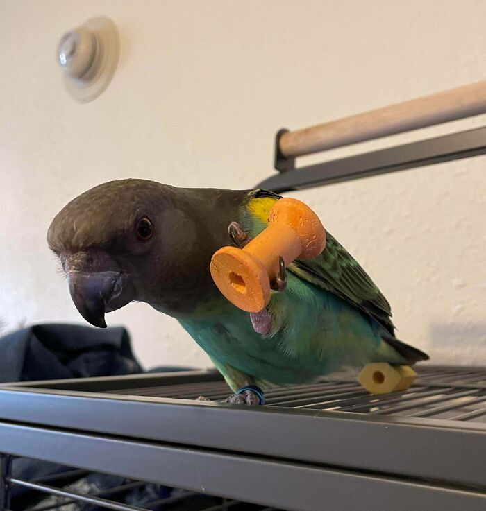 a parrot with a weight in his foot