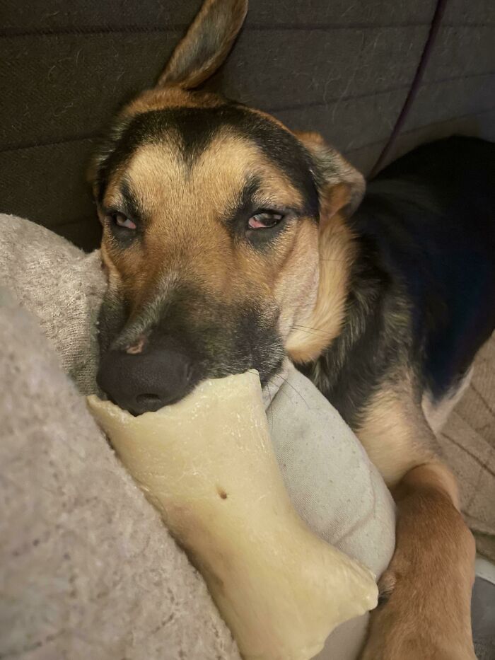 Someone’s A Little Tired With Their Bone