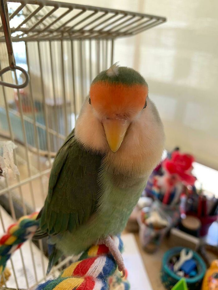 a parrot with a feather on his head