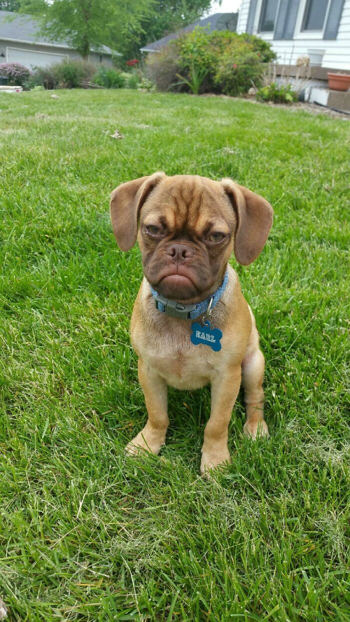 Earl The Grumpy Puppy