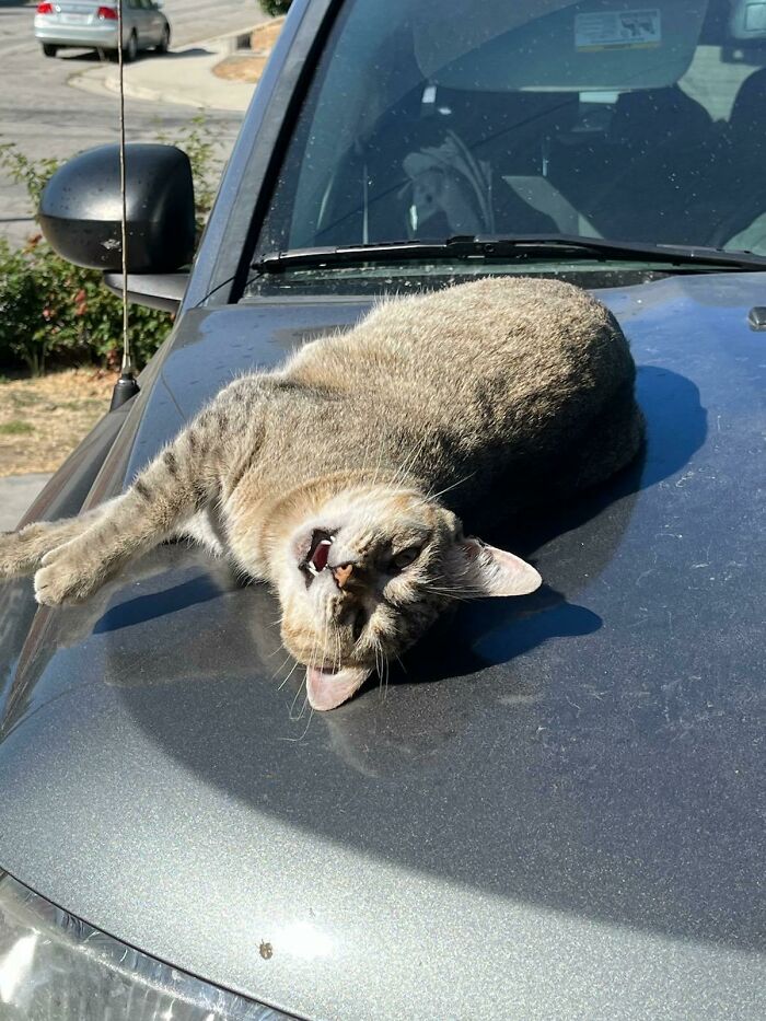 My Cat When You Tell Her "Get Off I Gotta Go"