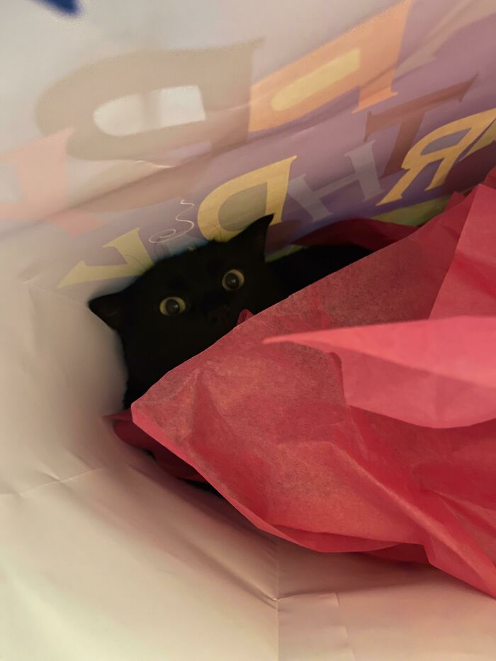 Bonus Pic Of Luna Derping Around In A Gift Bag. She’s Living Her Best Life.
