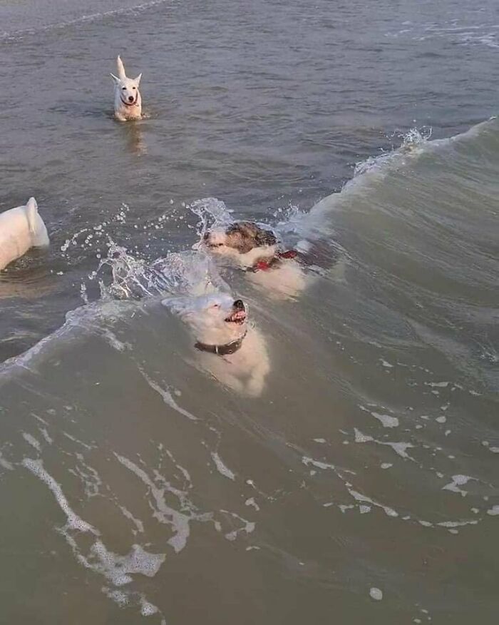 El perro vs. la ola