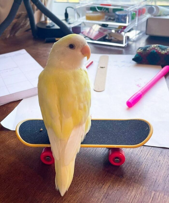 Mango Will Be A Skateboard Star One Day