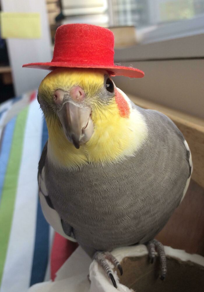 Larry With A Stylish Hat