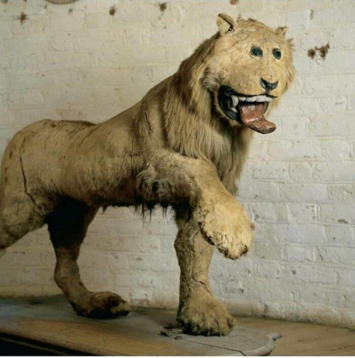 In 1731 The King Of Sweden Sent A Taxidermist His Pet Lion Who Died. This Is What Was Sent Back. It’s Currently On Display At A Formal Royal Residence