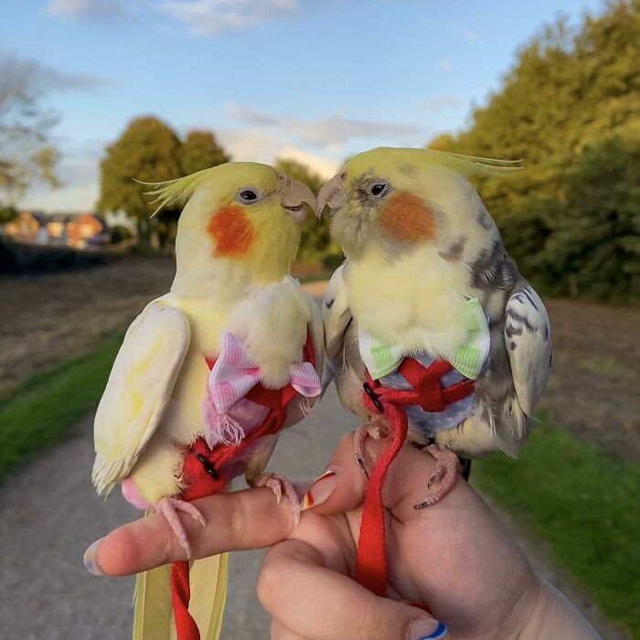 girl and boy parrots with bows on their necks looking at each other