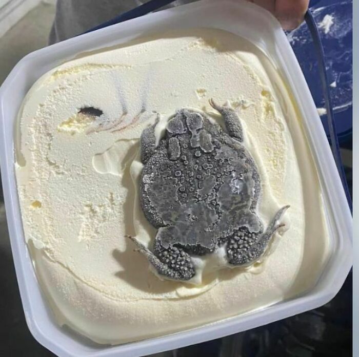 To Catch A Bug Stuck In Ice Cream
