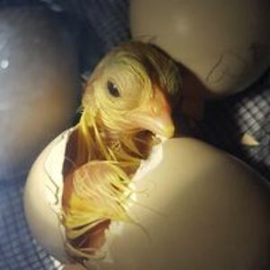 willowjuniper avatar