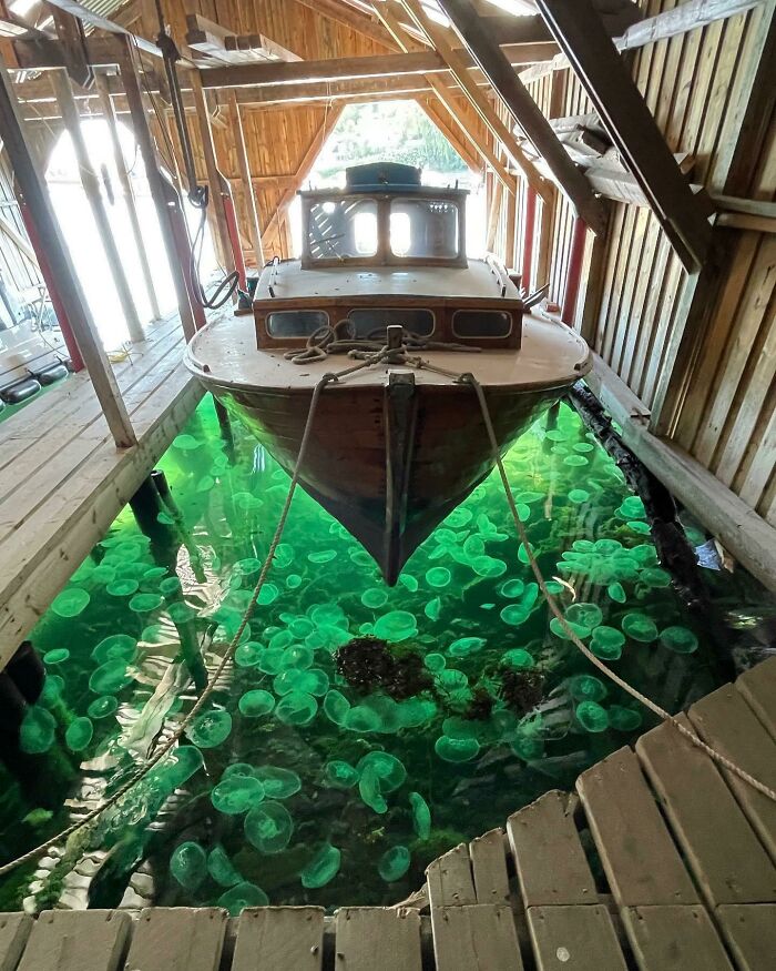 Banco de medusas congregadas bajo esta barca