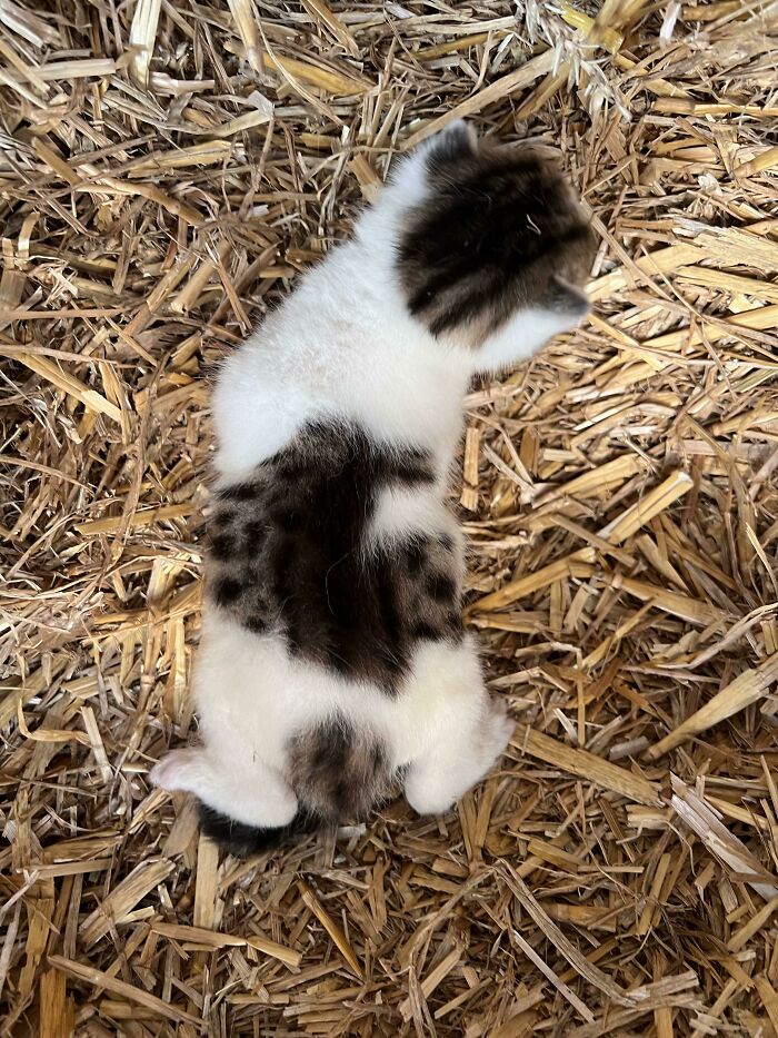 Este gatito que tiene tanto manchas como rayas