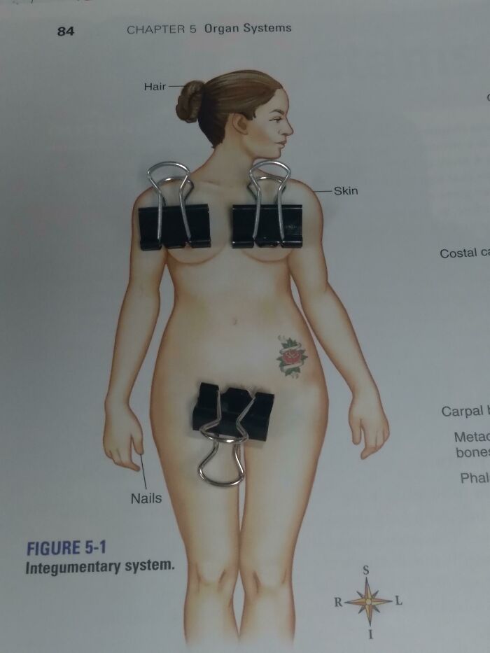 The Model In My Biology Textbook Has A Tattoo