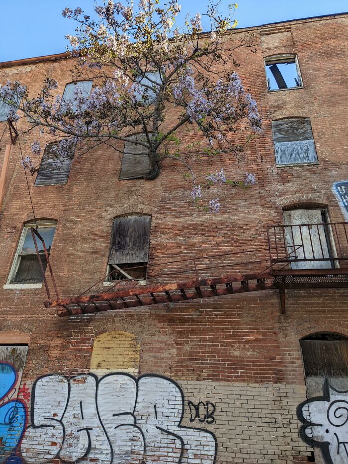 A este edificio en ruinas le sale un árbol por la ventana