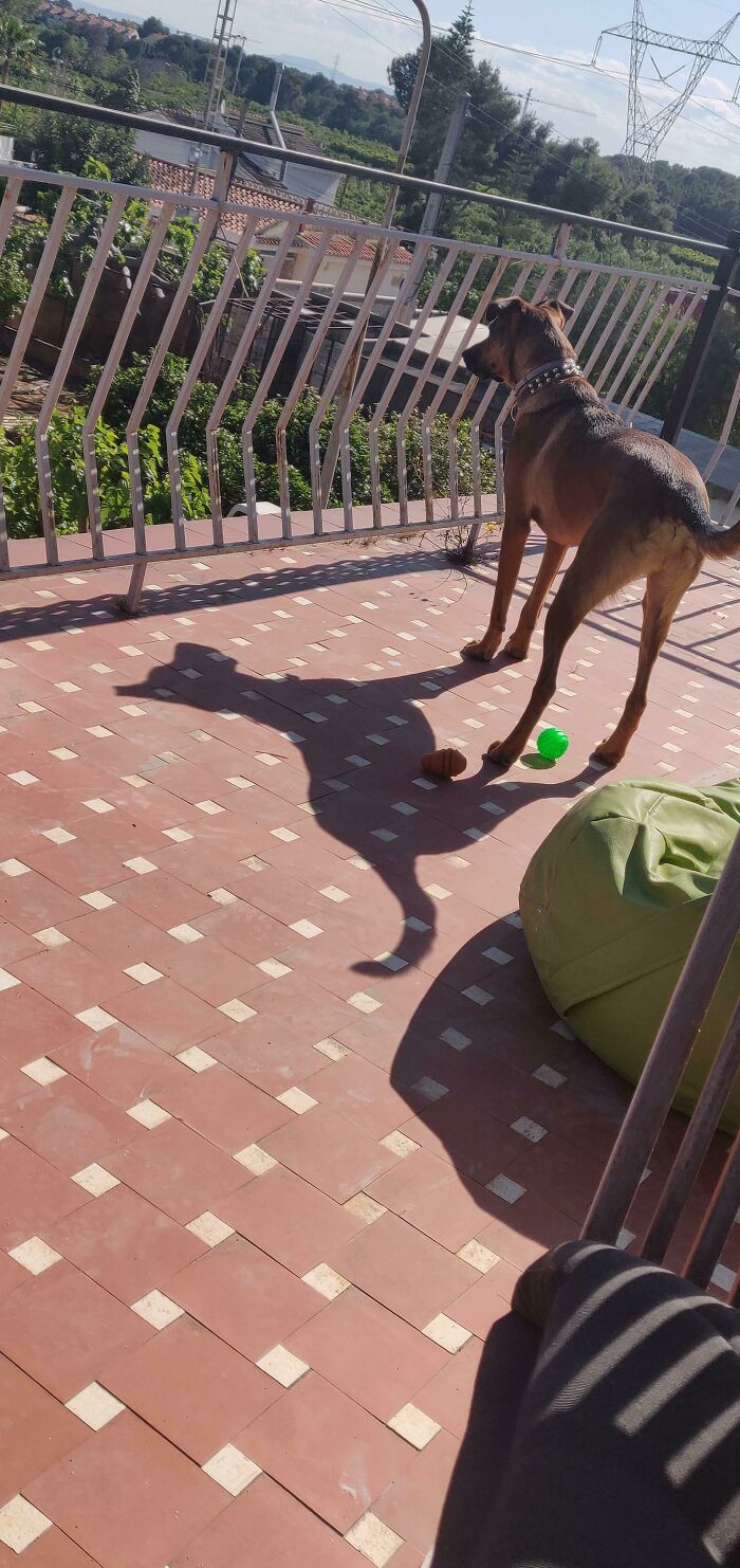 My Dog's Shadow Is 100% Scooby Doo