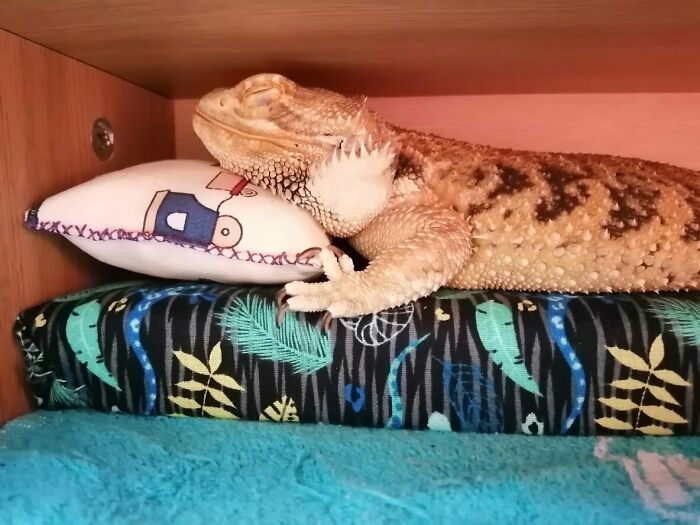 Mi lagarto durmiendo en su camita