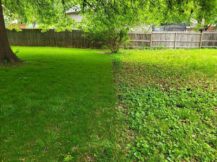 Neighbor's Lawn vs. My Mom's Lawn