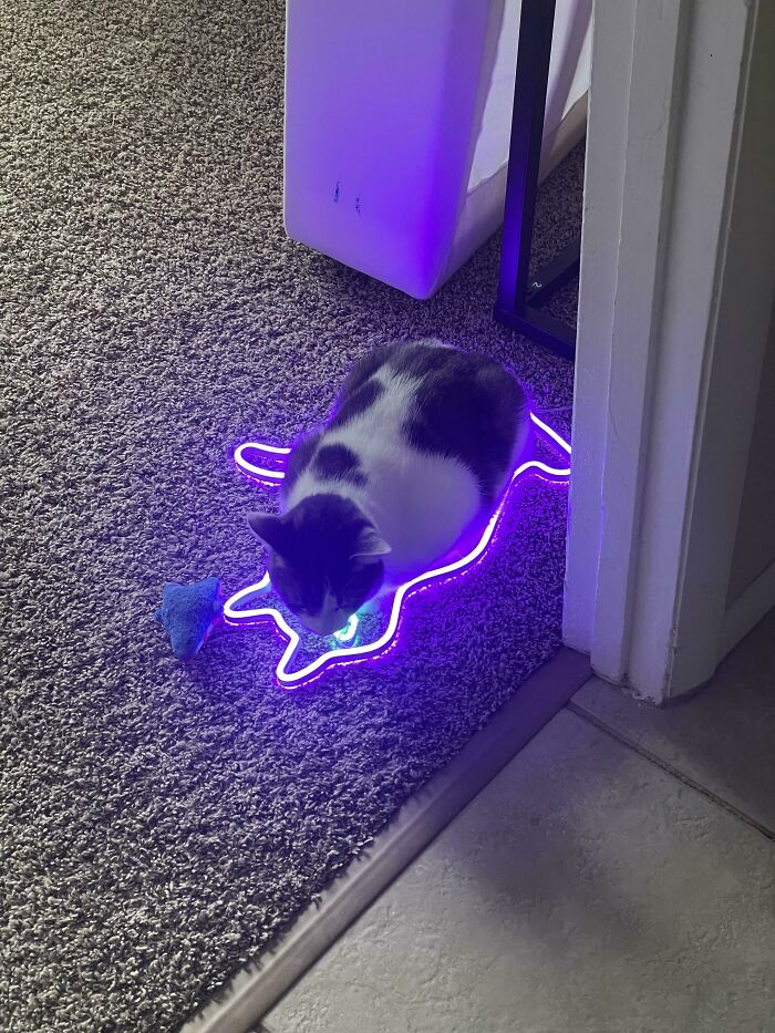Mi gato tumbado en mi luz en forma de gato que se ha caido