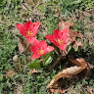 hannahwilliams avatar