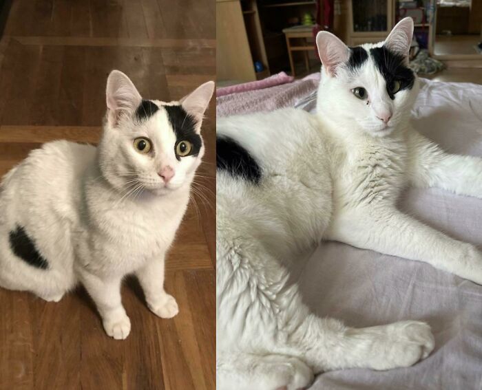 Before And After Adoption… He Was Found In A Trash Can In A Plastic Bag 4 Years Ago 