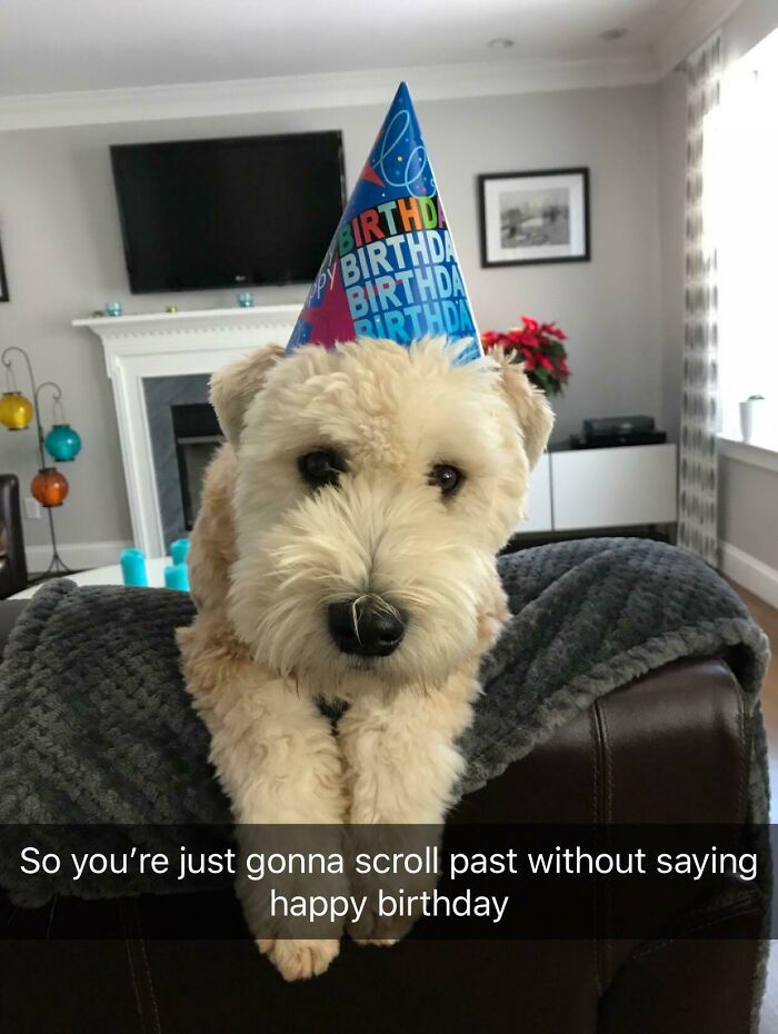 Birthday Doggo