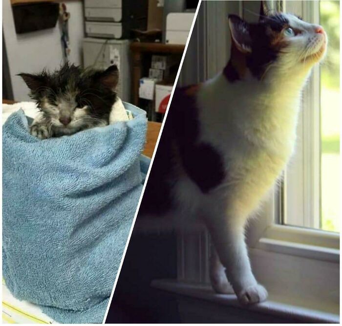 My Abby The Day The Animal Shelter Called Me And Now 6 Years Later