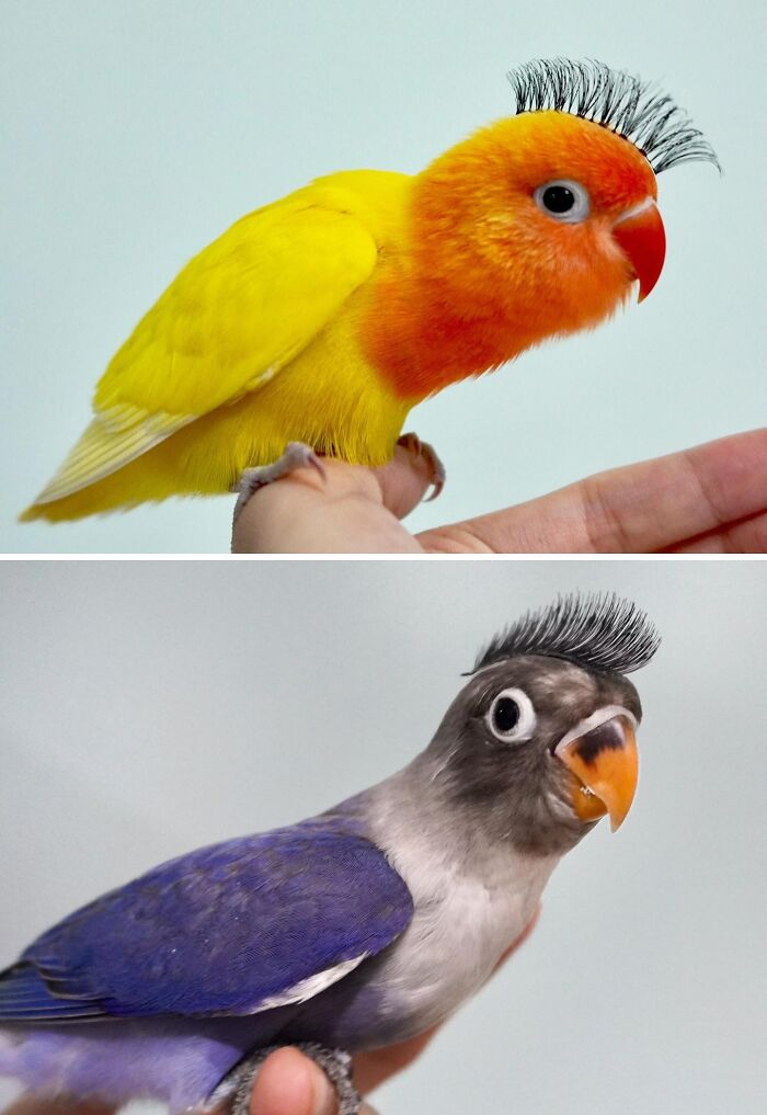 parrots with Iroquoises on their heads made of synthetic lashes