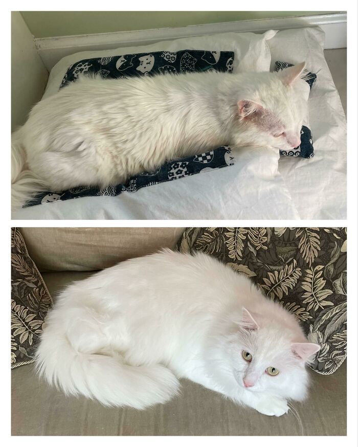 Coconut The First Day I Adopted Him vs. Coconut Now