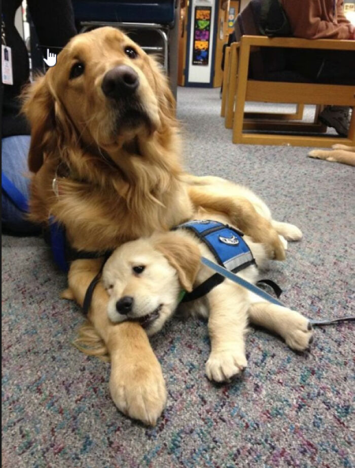 This Little Pupper's First Day At Work With Mama