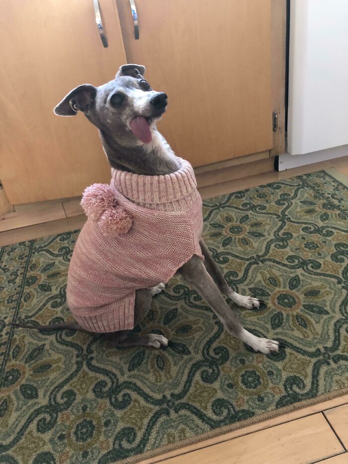 Mi mamá le regaló un suéter a su perro, cuando le pregunté por qué era rosa me dijo "está muy seguro de su masculinidad"