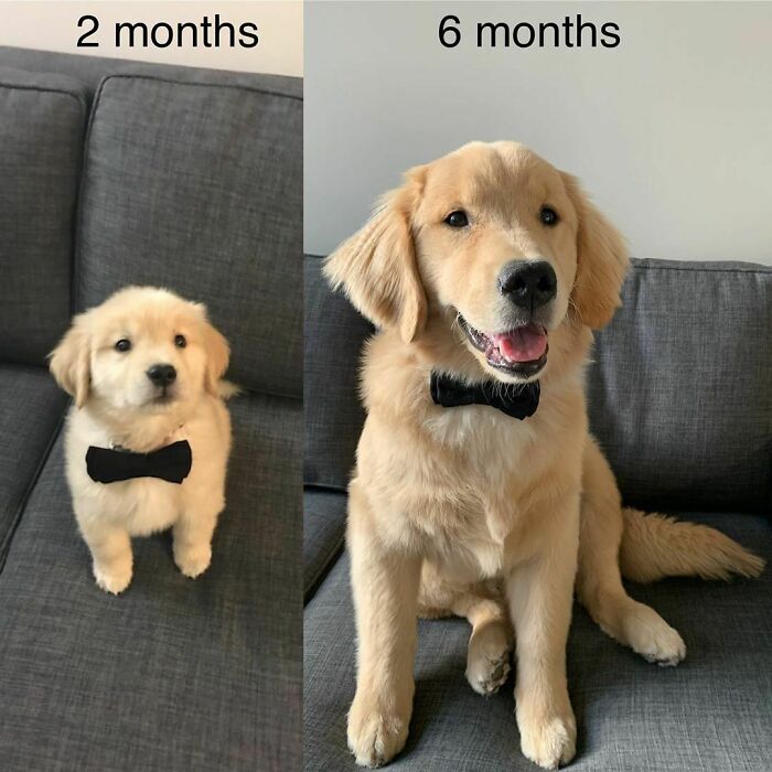 Handsome Boye Does A Grow