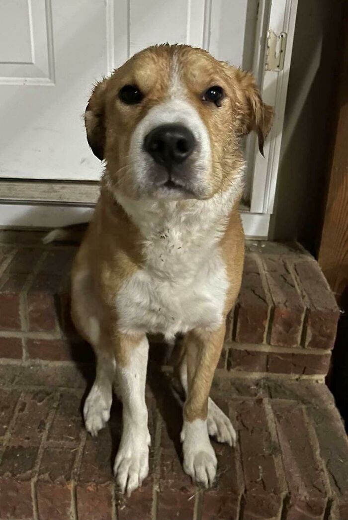 Found This Good Boy In The Pouring Rain On A Busy Road Last Night. Time To Spoil Him While We Find His Owner