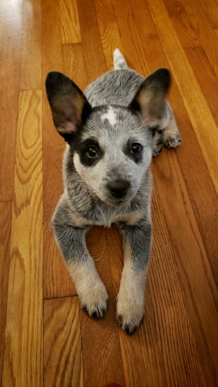 It's Official! Just Got Evie's Dna Results Back. She's 100% Blue Healer. She's Also 100% Awesome
