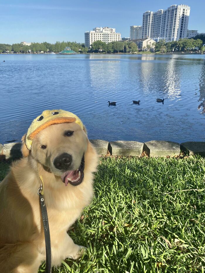 Kevin Wanted To See The Ducks Today