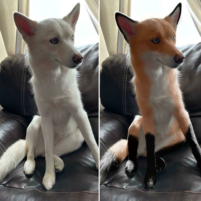 My Friend Told Me My Husky Mix Looks Like A Fox. I Decided To Use A Paint App And
