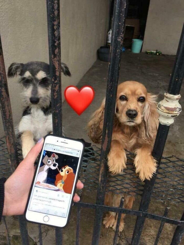 Rare Puppers Lady And The Tramp Irl