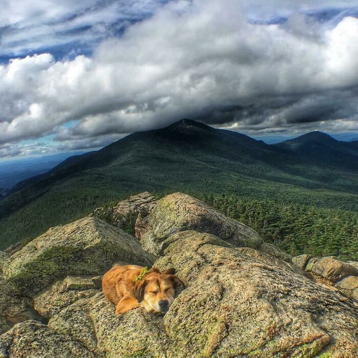 Rare Mountain Pup Found The Best Spot For A Nap