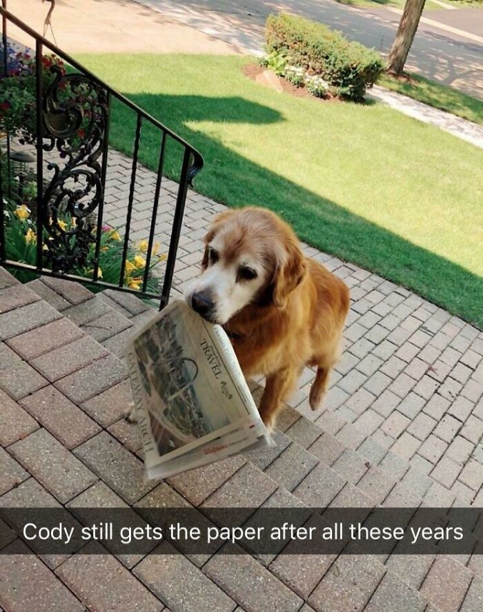 Cody Is The Bestest Old Boye