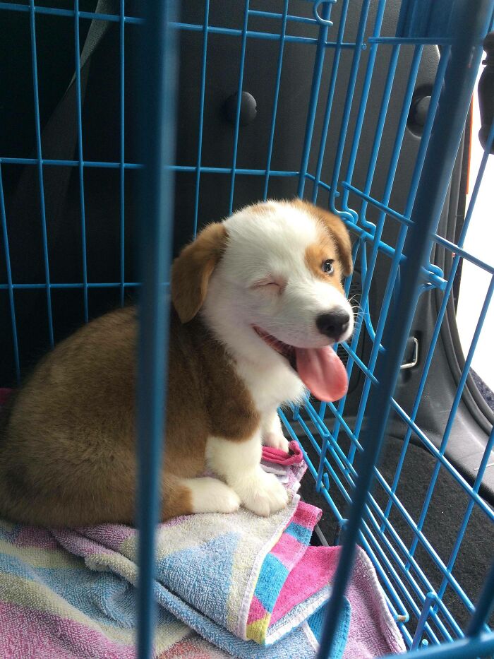 Woof News: Pupper In Jail For Stealing Yo Girl