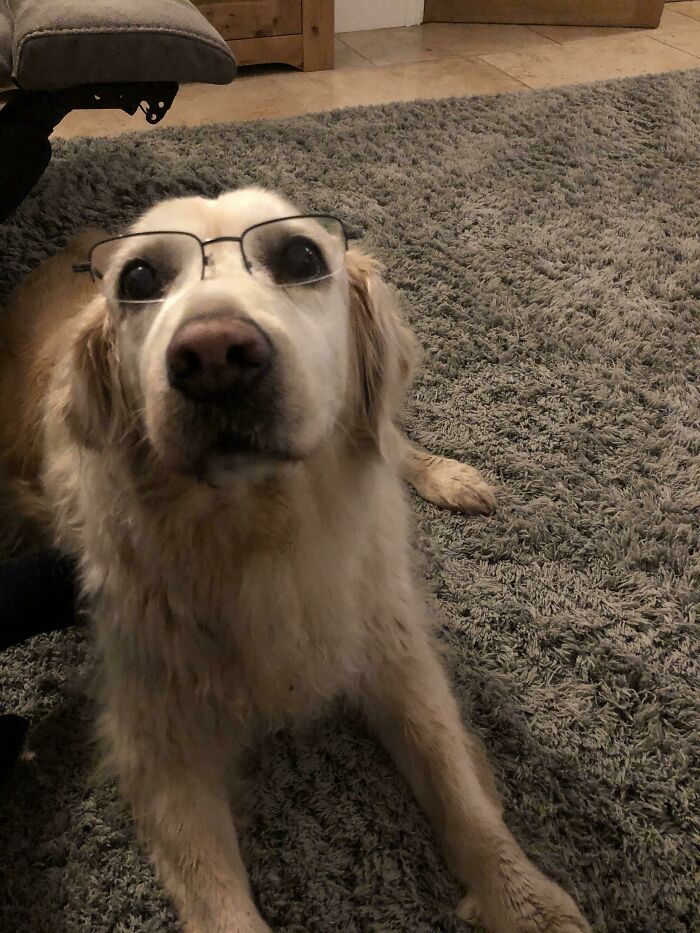 Daisy - 14 Year Old, Mostly Blind, Tried My Glasses On And She Could See Us Again. She Wagged Her Tail 