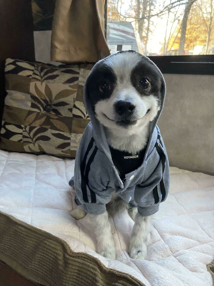 He Loves His Hoodie When It Starts To Get Chilly