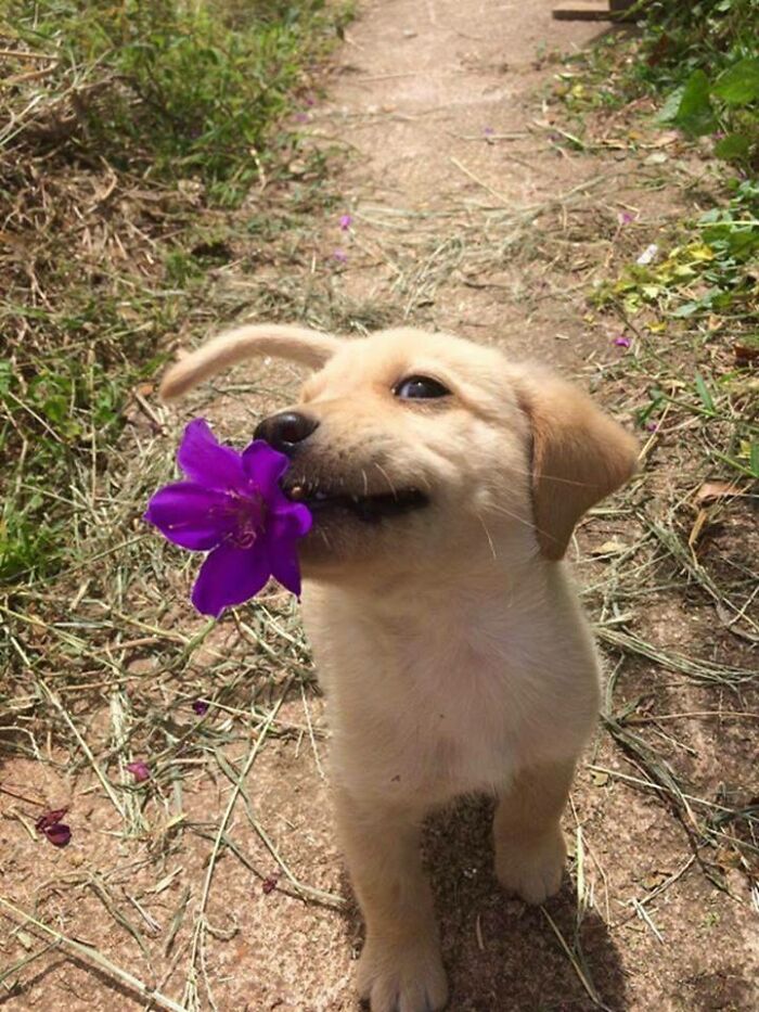 Little Doggy Brought A Little Gift For You