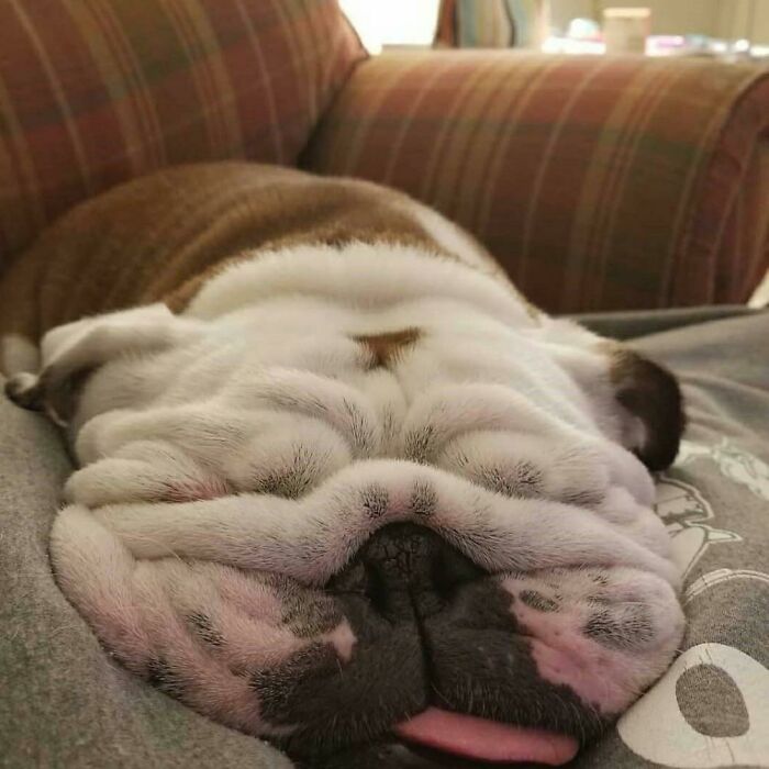Guys, Please Keep Your Bulldogs At Room Temperature