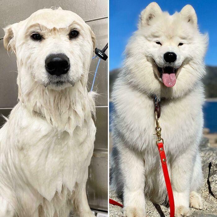 Yes, It’s The Same Dog