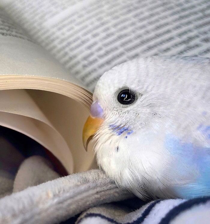 Mother, Can You Read Me The Story About The Birbirian Occupation Of The East Coast?
