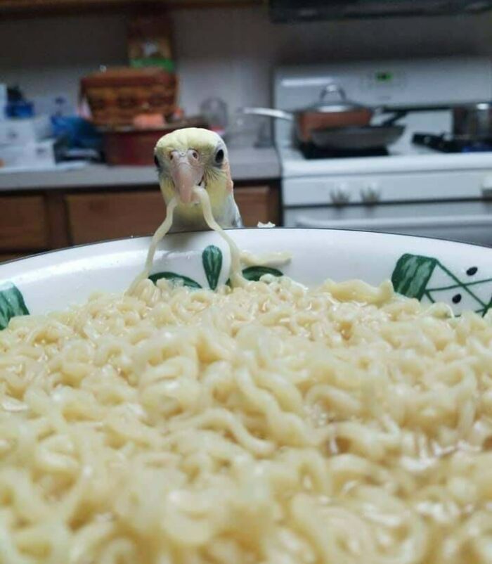 Noodle Slurpin' Birb
