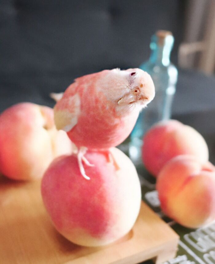 parrot staying on one of the peaches with a tilted head