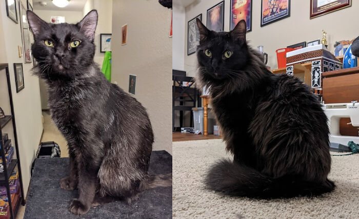 My Boy Macavity Last April The Day I Adopted Him, And Then In December! He Got Fluffy!!