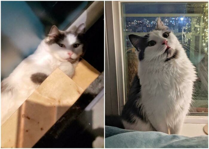 Bailey Was Semi-Feral And Terrified Of Almost Eveything. 3 Months Later He's A Happy Indoor Cat Who Is Curious About Eveything!