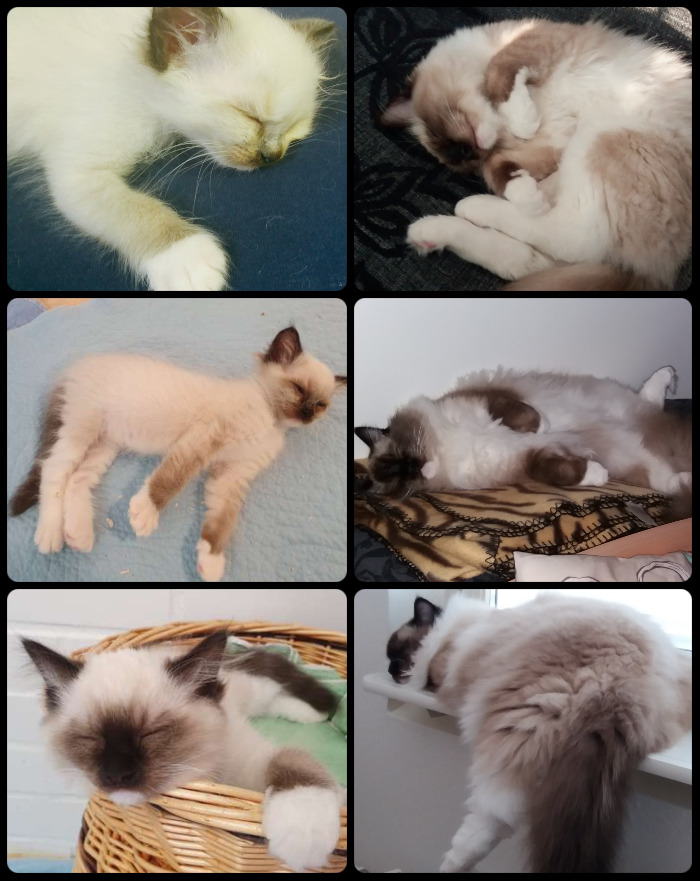 Sleeping Before And After Adoption